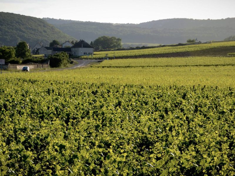 Burgundy Winery